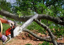 Best Tree Preservation Services  in Frostproof, FL